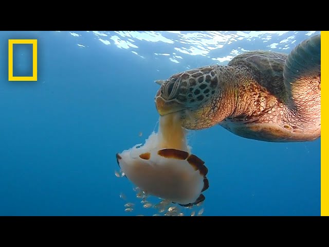 See a Sea Turtle Devour a Jellyfish Like Spaghetti | National Geographic class=