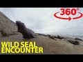 Get face to face with elephant seals in 360