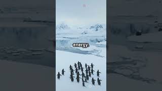 Why Do Penguins Waddle? 🐧