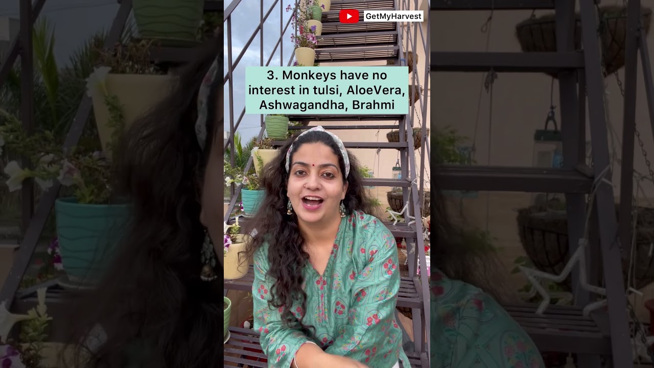 Prevent monkeys from coming to your terrace | बंदरो को अपने पौधों से दूर कैसे भगाए 