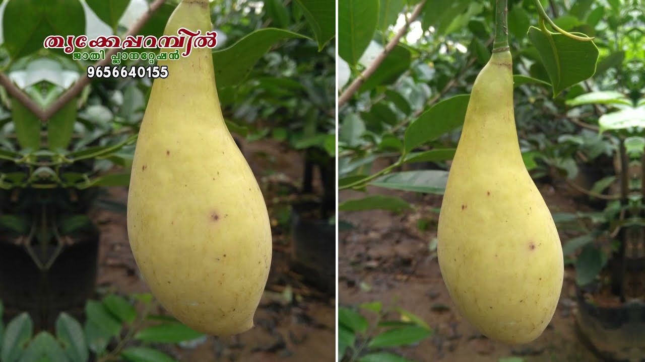 Multiroot Nutmeg (Jathy)