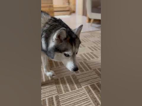 Арктическая хаски рычит как медведь! - YouTube