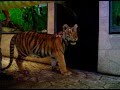 Tigre Suelto en la jungla de timo.AVI