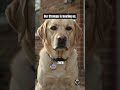 We are not blind, but cant see #Shorts #USPolitics #DogMemes #Satire #Relatable #FunnyDogs #Sarcasm