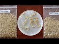 Live: See space-bred rice seeds planted in S China's labs and test land