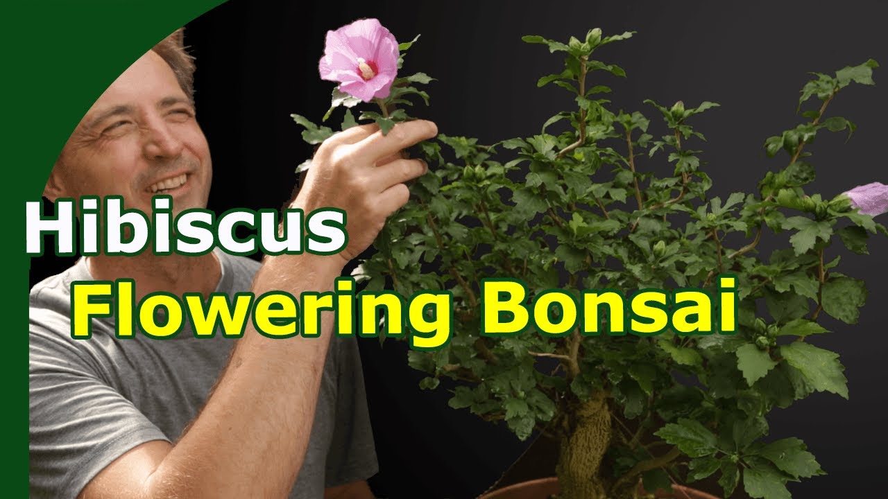 Developing Hibiscus Bonsai (Timelapse One Year)