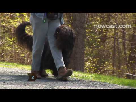 วีดีโอ: สัตว์เลี้ยง Scoop: Border Collie ชนะ Westminster Agility, K9 Kisses หุ้นส่วนในการถ่ายภาพ