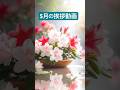 【５月の挨拶動画 つつじの花 癒し動画】初夏の風景をlineで送れる癒しのカード