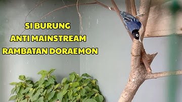 MELEPAS BURUNG RAMBATAN DORAEMON DI AVIARY MINI !! #AVIARY #AVIARYMINI