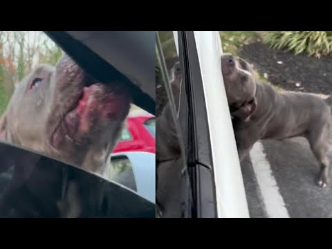 Video: Toronto Bans Pit Bulls och deras hundbett ökar