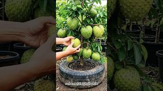 I Planted a Soursop Cutting in an Orange... Here's What Happened 🍊🌱 #soursop #gardening