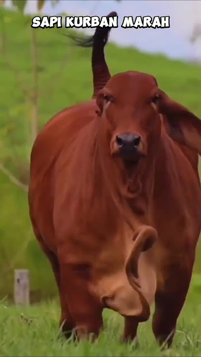 SAPI KURBAN TERBARU #sapi #shorts #short - HARI RAYA IDUL ADHA 2024