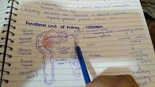 CH 26 PART 2 GUYTON RENAL PHYSIOLOGY