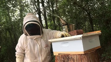 Ultimate cypress hive equipment!