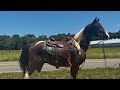 TSP LOT# 3426 - MFT - Gelding - 15 H - 9 YO - $3000