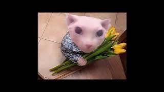 Los Retros - Amtrak [ sped up ] [ nightcore ]