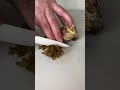 Cutting coral with a knife  shorts