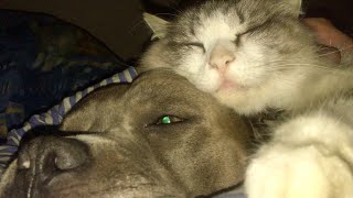 Кот спит с собакой|стаффорд Оскар и кот Лёва