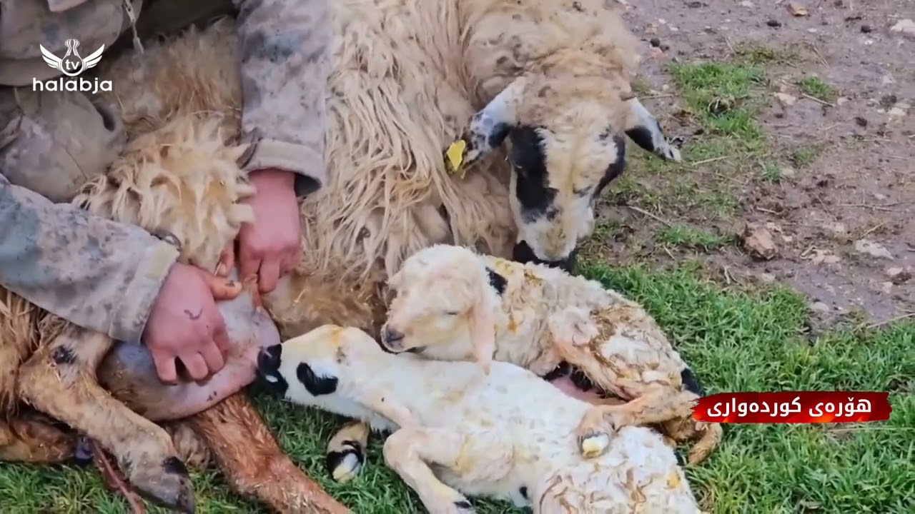 هۆرەی کوردەواری