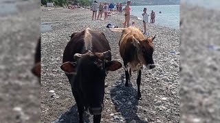 На Пляжах Абхазии Отдыхают Не Только Люди