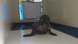 Mystic Aquarium sees uptick in local seal entanglement cases