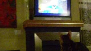 Koru watches herself on national TV, cats 101 by Kami White 4,798 views 14 years ago 58 seconds