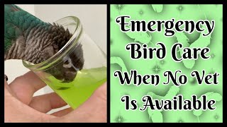 Sick Bird, Emergency Care!! What to do when you can’t get to a Vet. Dehydrated Bird Health