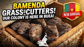 Grasscutter Farming In Bamenda ,Buea , Douala ,Cameroon👌👌