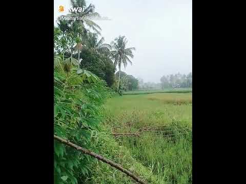 pemandangan hijau youtube