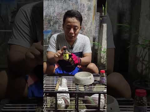 JAMU MERPATI MULTIFUNGSI