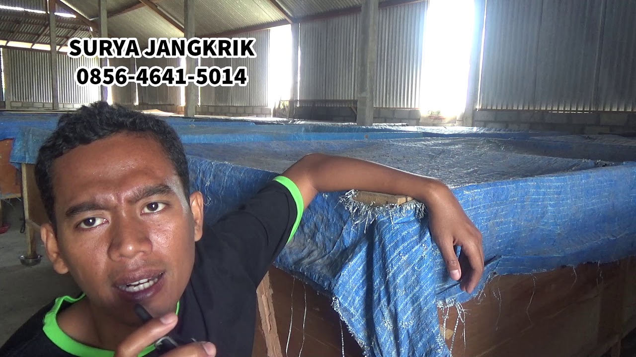 WOW cara ternak jangkrik dan perawatan jangkrik kecil usia 1 mingguan