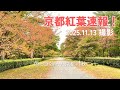 【京都紅葉速報2025】11.13撮影｜京都御苑｜北野天満宮ライトアップ〈色づき始め〉
