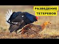 Разведение тетеревов в домашних условиях | Дичеразведение