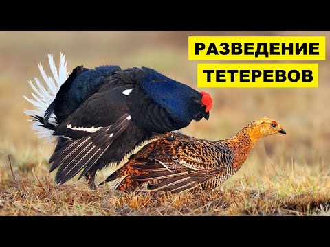 Видео: Тетерев - засаждане, отглеждане и грижи. Снимка