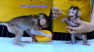 Bravo! Baby Santa learning to eat mango today - Orphan Santa start to eat food now Bravo! Baby Santa learning to eat mango today - Orphan Santa start to eat food now