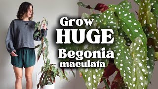 Easy Begonia Plant Care: How I Grow My Tall Begonia