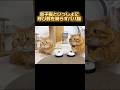 親子で呼び鈴を鳴らす猫がかわいすぎました! #猫 #マンチカン #shorts