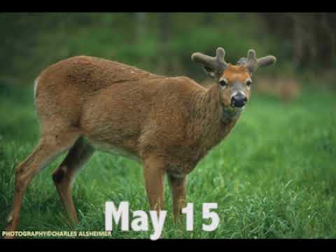 Deer Antler Growth Chart