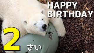 秋田県、男鹿水族館GAO のフブキ (Fubuki) が二歳となる ～ 2023年の