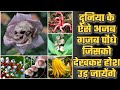 कुछ आश्चर्यजनक &quot;पौधे और फूल&quot; को छूते ही जा सकती है आपकी जान | world most  dangerous Flowers in Hindi