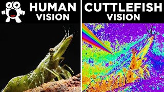 How Different Animals See The World