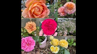 Ngắm hoa hồng vườn nhà MY TUYET #バラ花　#rose