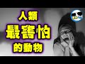 十大人類「最怕」的動物｜前兩名根本是惡夢般的存在！超過48%的女人害怕牠啊！！