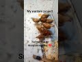 finally 🔥 did my #wantam project 💥#wamboospace #trendingnow #agriculture #chicks #hens