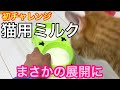 猫用のミルクってどうなの？実際にあげてみた
