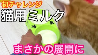 猫用のミルクってどうなの？実際にあげてみた