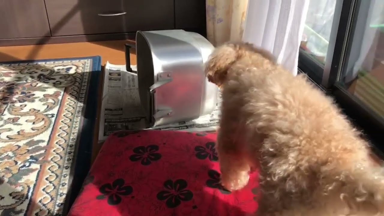 爆笑 ずんどう鍋と戦う犬 パート２ 癒し動画 Animal いぬ トイプードルのボス Youtube