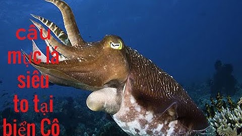 Một Ngày Trải Nghiệm Câu Mực Lá siêu To Tại Đảo Cô Tô