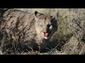 Pumas Chile Torres del paine 2019