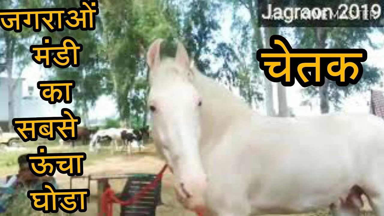 जगराओं मेले का सबसे ऊंचा घोड़ा चेतक 67" (Abohar line)Jagraon horse